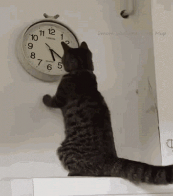 cat-changing-the-clock-changing-the-time.gif