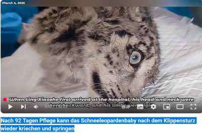 Screenshot 2025-06-05 at 15-16-21 (468) Nach 92 Tagen Pflege kann das Schneeleopardenbaby nach dem Klippensturz wieder kriechen und springen - YouTube.png
