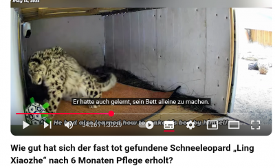 Screenshot 2025-07-26 at 08-18-16 (1829) Wie gut hat sich der fast tot gefundene Schneeleopard „Ling Xiaozhe“ nach 6 Monaten Pflege erholt - YouTube.png