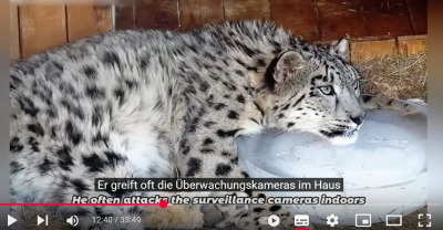Screenshot 2025-08-10 at 17-16-00 (147) Vor sechs Monaten war Ling Xiaozhe fast tot. Wie geht’s dem Schneeleoparden nach der Rettung - YouTube.png